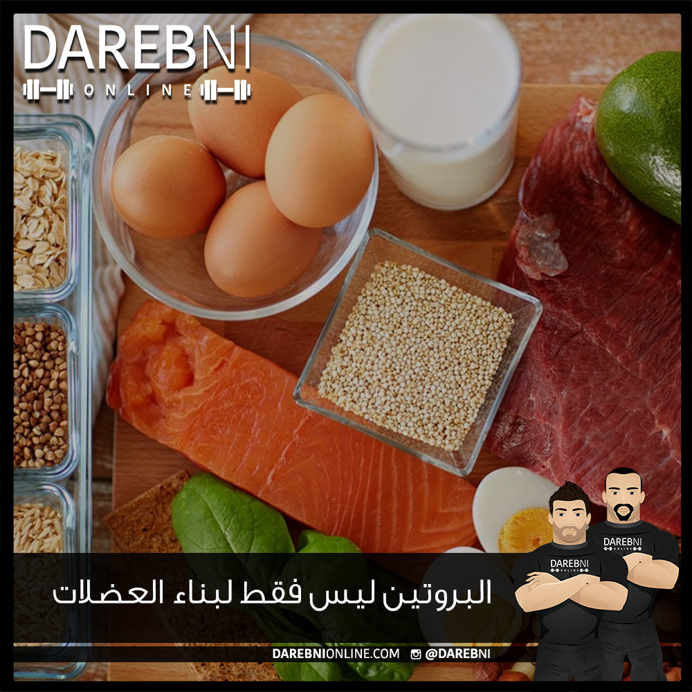 البروتين ليس فقط لبناء العضلات